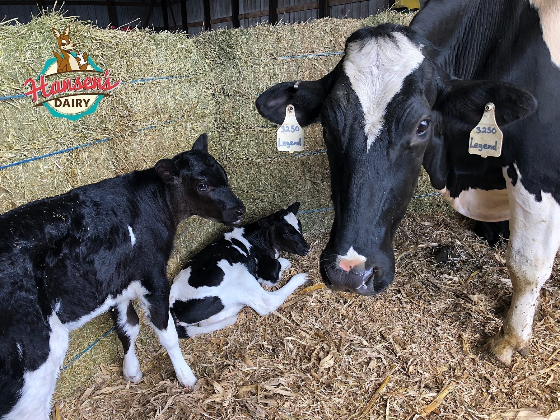 HansenDairy-HolsteinTriplets1