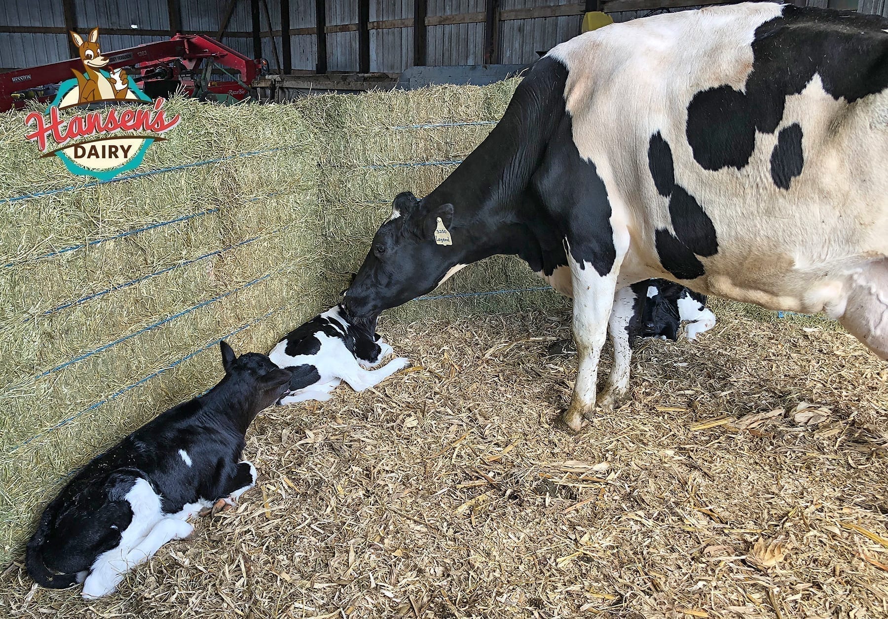 HansenDairy-HolsteinTriplets2