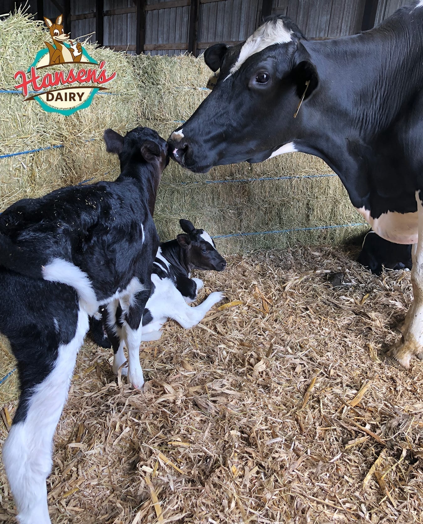 HansenDairy-HolsteinTriplets3