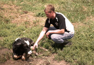 Blake Hansen checks on a calf born just minutes earlier.