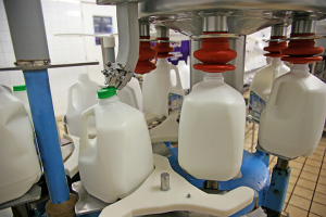 Gallons of 1% milk are bottled in the Hansen's Farm Fresh Dairy creamery.