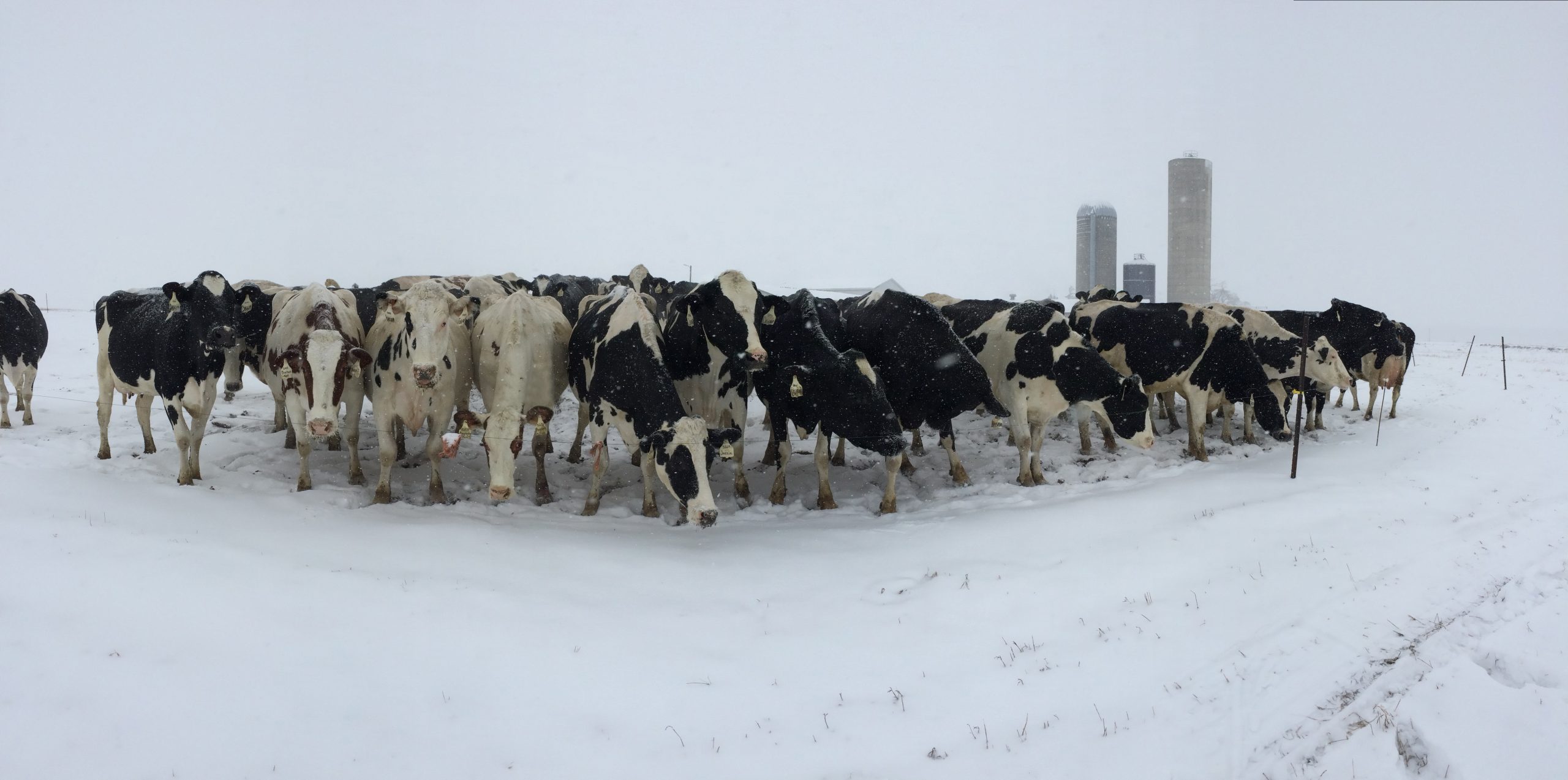 Panoramic photo of cows in the snow