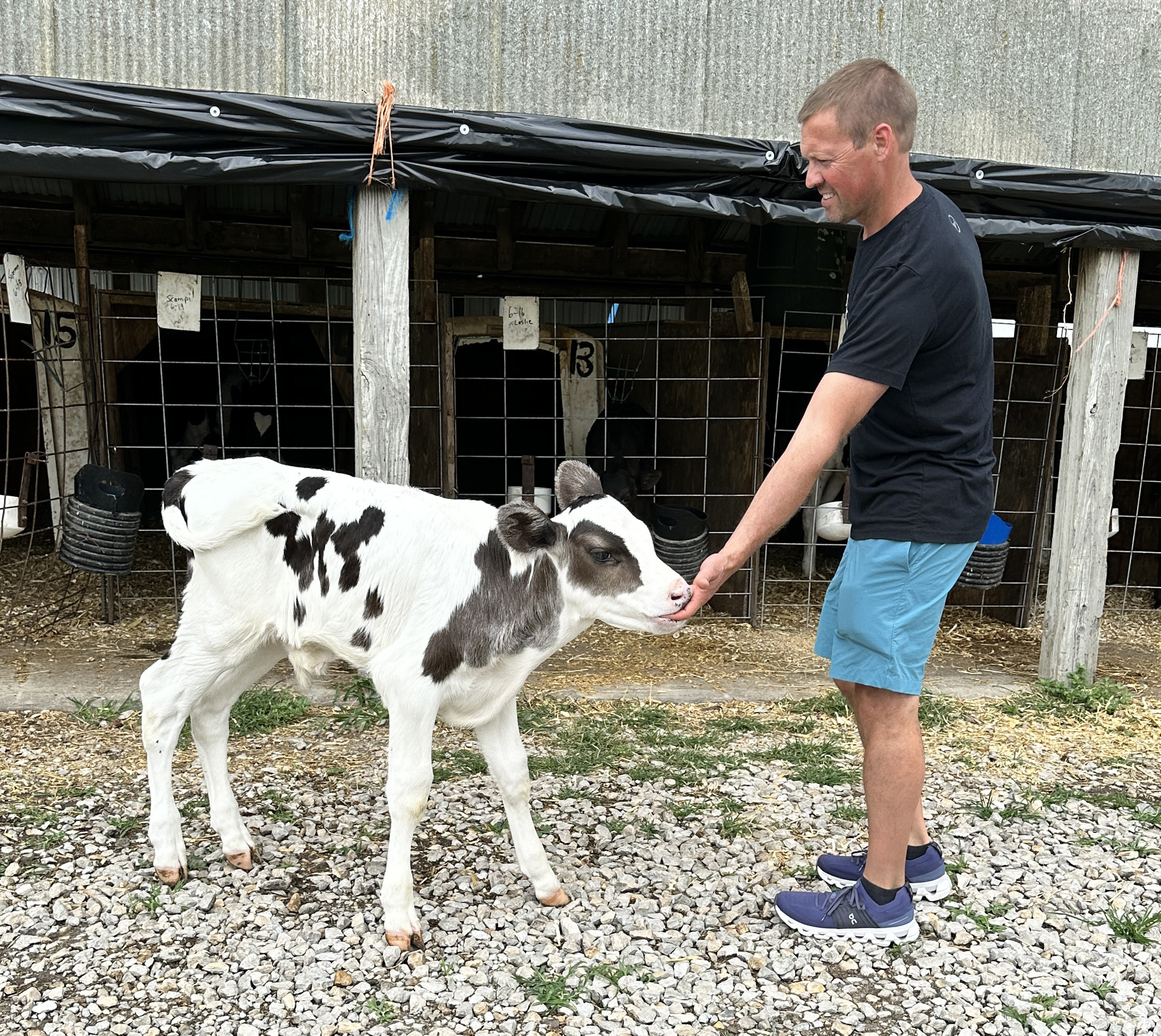 Bull calf Superman with Blake Hansen.