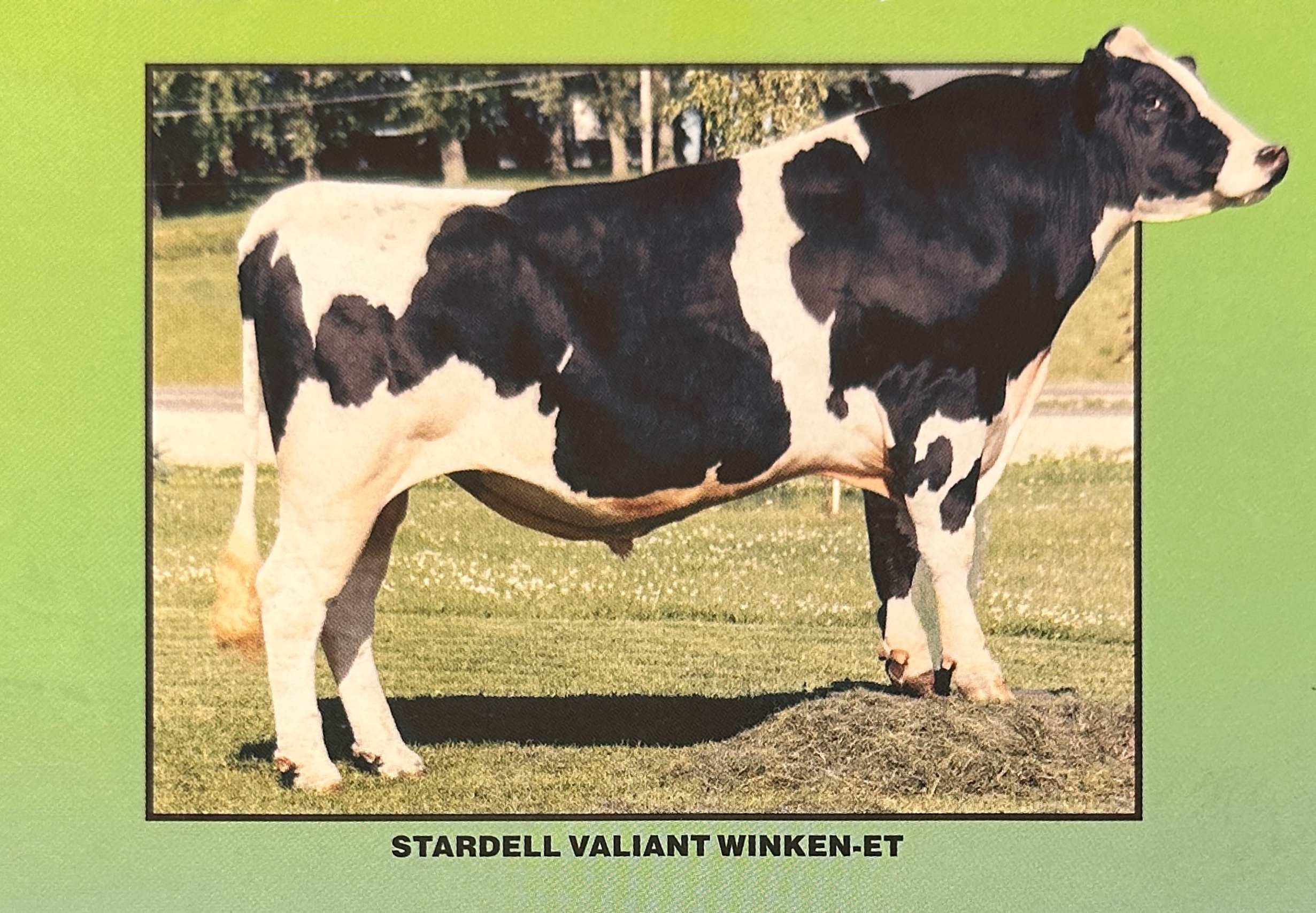 A photo of the Holstein bull Stardell Valiant Winken