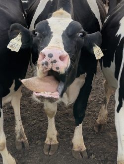 Great the cow sticks out her tongue