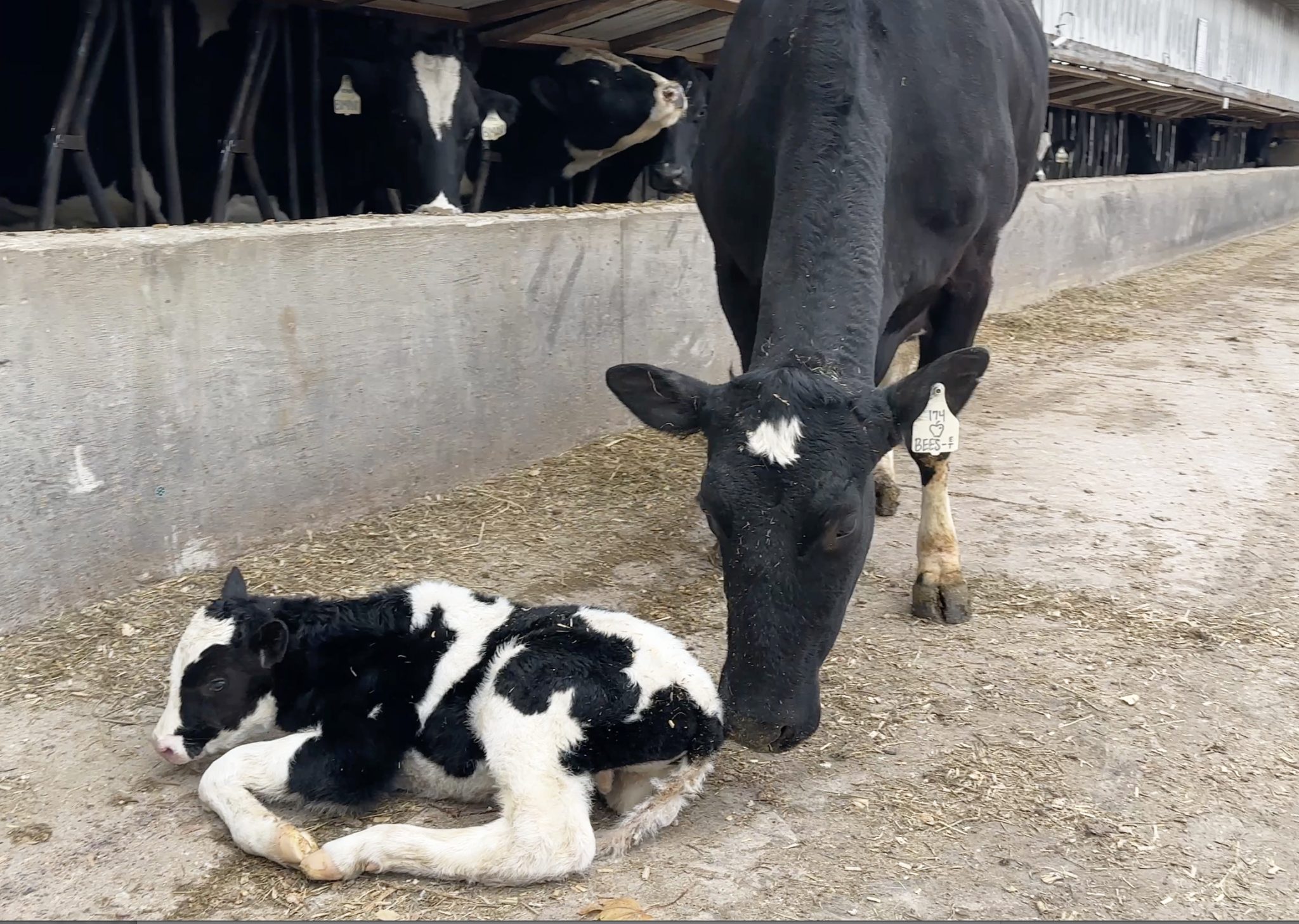 Cow Apple Bees meets her great-great-great-grandson Apple Jack.