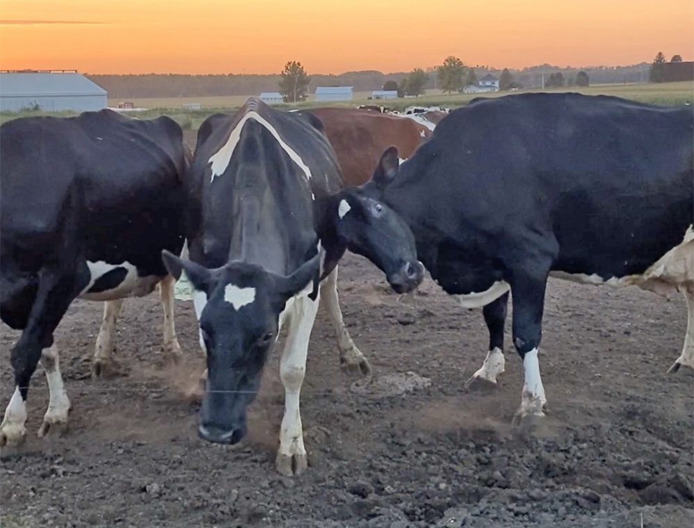 Cow Apple Bees moves cows out of the way