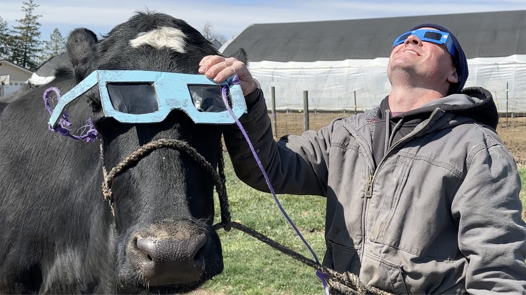 Farmer Blake and cow Apple Bees watch a solar eclipse.