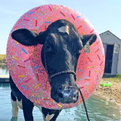 Apple Bees the cow in a pool floatie