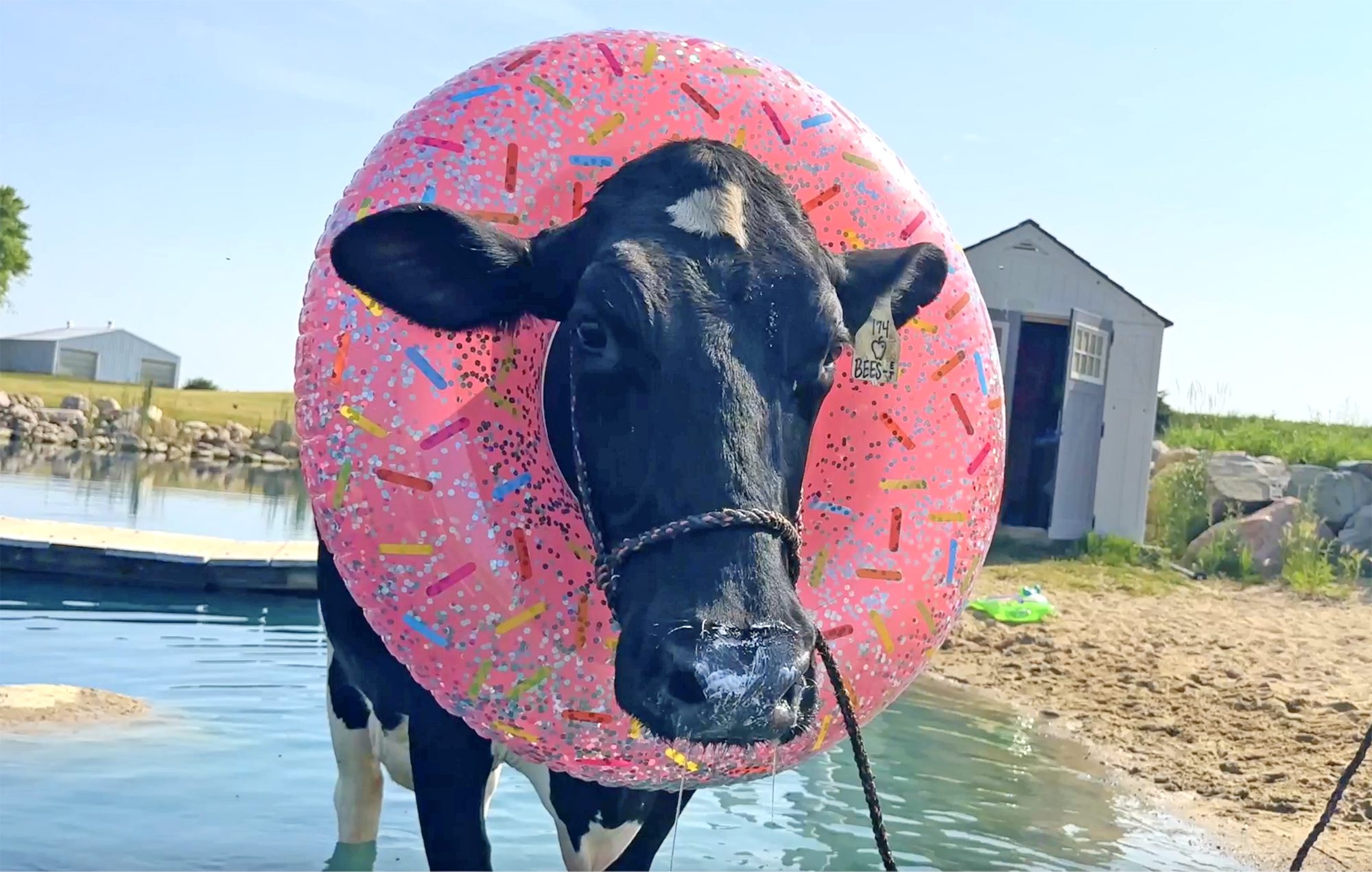 Apple Bees the cow in a pool floatie