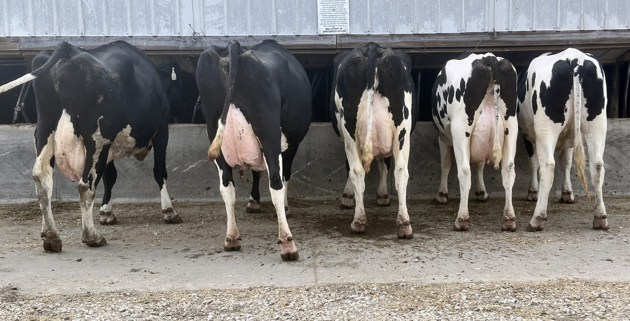 Five generations of Apple Bees cows